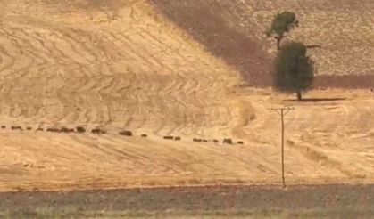 Tunceli’de domuz sürüsü görüntülendi