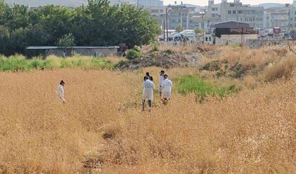 Şanlıurfa’da tarlada erkek cesedi bulundu
