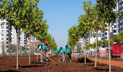 Diyarbakır’da yeşil bir kent için 9 bin ağaç ve 50 bin çalı toprakla buluştu