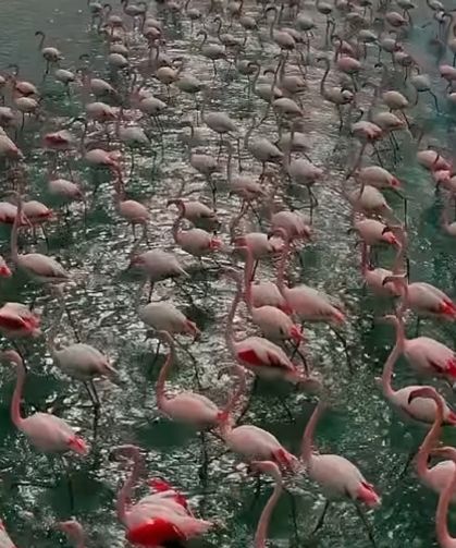 Erçek Gölü narin misafirleri flamingoları ağırlamaya devam ediyor