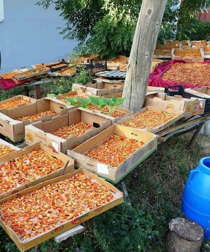 Van’da kayısı kurutma dönemi başladı