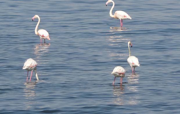 Flamingoların yeni durağı Van Gölü havzası oldu