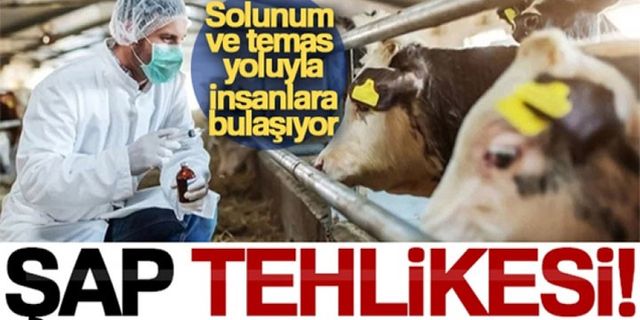 Şap hastalığı, solunum ve temas yoluyla insanlara bulaşıyor