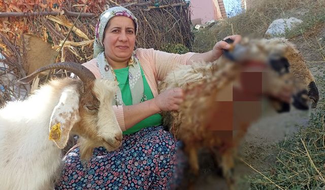 Hakkâri’de köpeklerin saldırısı sonucu 5 koyun telef oldu