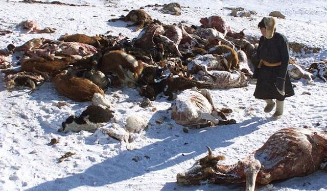 Son 50 yılın en sert kışı: 4 milyondan fazla hayvan öldü!