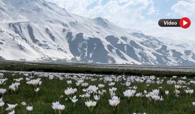 Karlı Dağlarının Eteklerinde Çiçek Açan Çiğdemler Hayran Bıraktı
