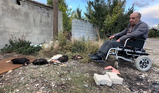 Yüksekova’da engelli vatandaşın kümesine giren köpekler 10 tavuğu telef etti