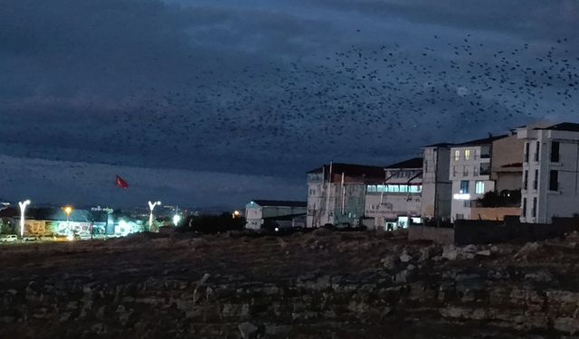 Van’da binlerce karga gökyüzünü kapladı