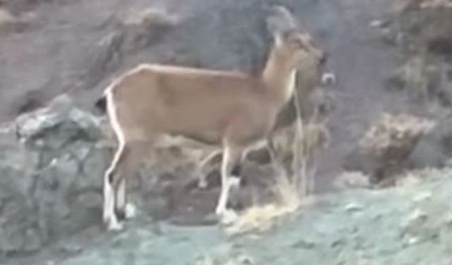 Koruma altındaki dağ keçisi ve yavruları Harput’ta görüntülendi