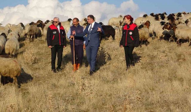 Van’ın küçükbaş hayvancılığına 200 bin koyunla rekor destek