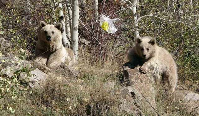 Ziyaretçilere kapatılan Nemrut Kalderası’nda jandarmadan önlem