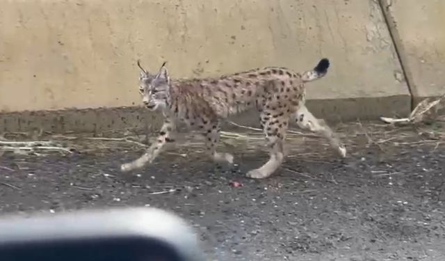 Yüksekova’da nesli tehlike altında olan vaşak görüntülendi