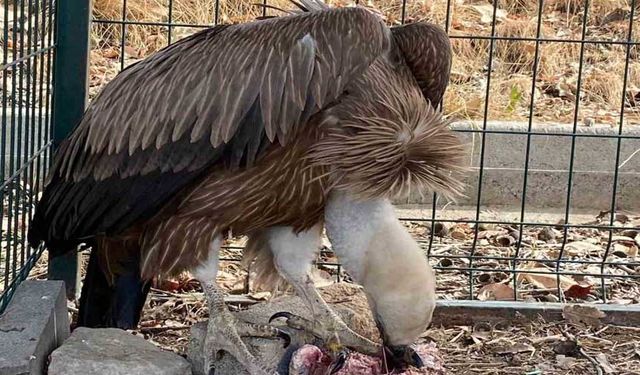 Şırnak’ta kızıl akbaba doğal yaşam alanına bırakıldı