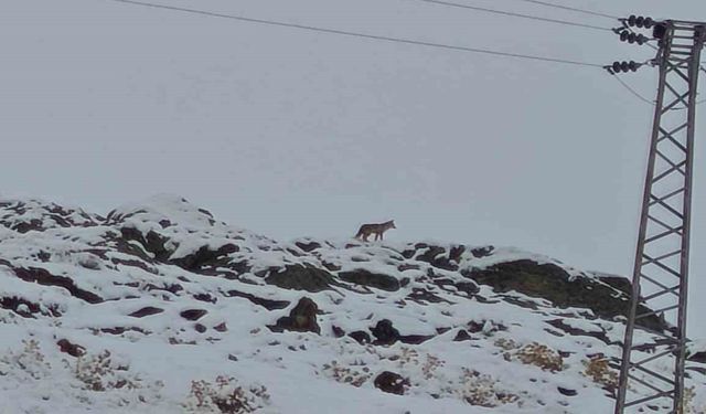 Hakkari’de gündüz vakti kurt görüntülendi