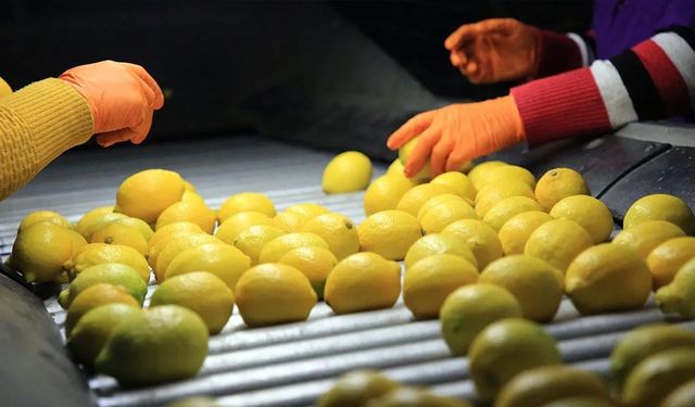 Ticaret Bakanlığı açıkladı: Limon ihracatı durduruldu