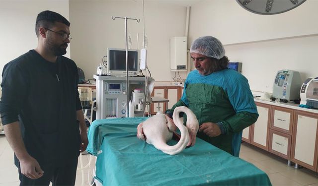 Bitlis'te yaralı bulunan flamingo Van'da tedavi altına alındı