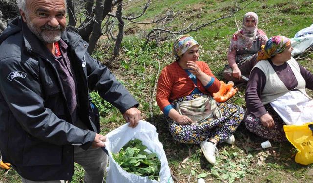 Dağlarda doğal olarak yetişen pancarlar yüzlerce aileye geçim kaynağı oluyor