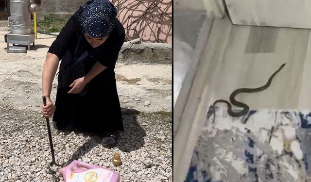 Yüksekova’da yılan istilasına uğrayan aileyi milyonlar gördü, yetkililer görmedi !