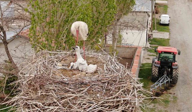 Van’da leylekler 48 yıldır aynı direğe yuva yapıyor