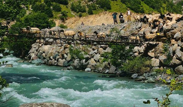 Avaşin Deresi’ndeki asma köprüden geçen koyun sürüsünün tehlikeli yolculuğu