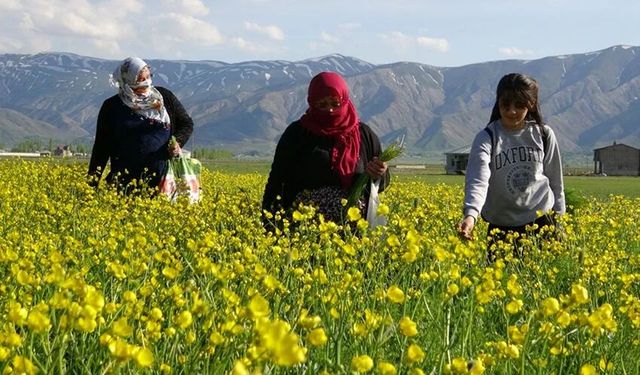 Otlu Peynirin Lezzet Sırrı Yüksekova’dan Geliyor!