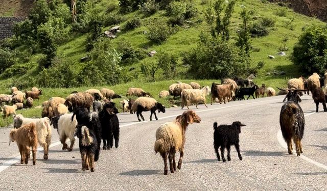 Hakkari ve ilçelerinde hayvan hareketlerine yasaklama kararı