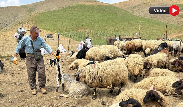 Yüksekovalı Çoban: “Yerli Çobana Sahip Çıkın”