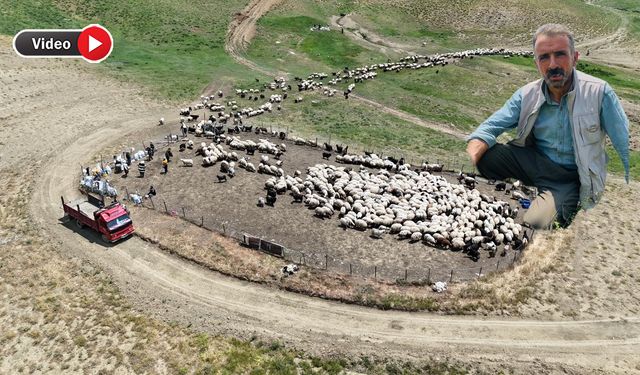 Yüksekova’da bir çobanın yaşam mücadelesi: Zor ama mecburuz”