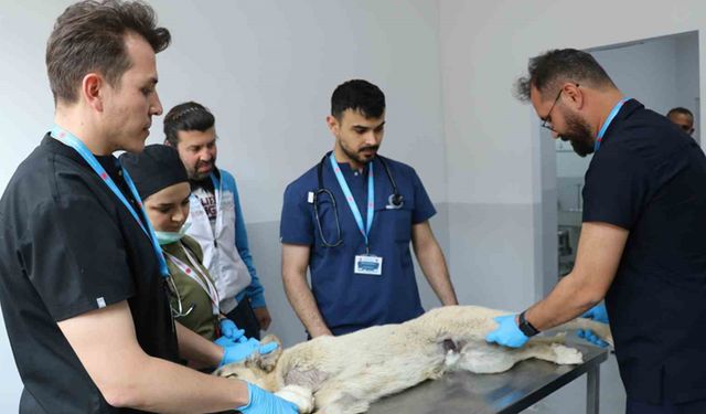 Üniversite desteğiyle en az 200 sokak köpeği kısırlaştırıldı