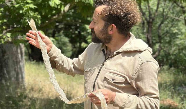 Yüksekova’da  En Zehirli Yılanlarından Birine Ait Deri Bulundu
