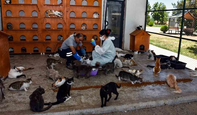 Diyarbakır’da 6 ayda 10 bin hayvan ihbarına müdahale