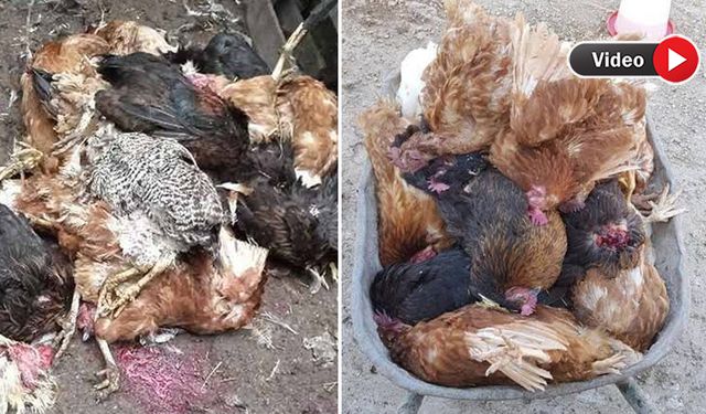 Yüksekova'da Tilki kümese girdi: 50 tavuk telef oldu, 15 tavuk kayıp!