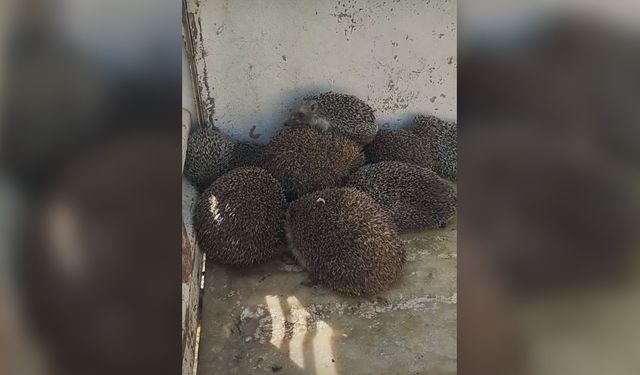 Şemdinli’de Kirpilerin Toplandığı İddiası Tepki Çekti