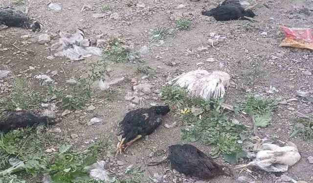 Yüksekova’da başıboş köpekler 21 hindi ve tavuğu telef etti