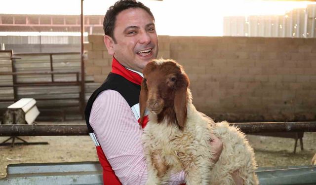 Haliliye’de hayvancılığın geliştirilmesi çalışmaları sürüyor