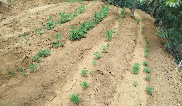 Ağrı’da kadınlar bal üretimine yöneliyor