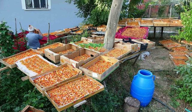 Van’da kayısı kurutma dönemi başladı