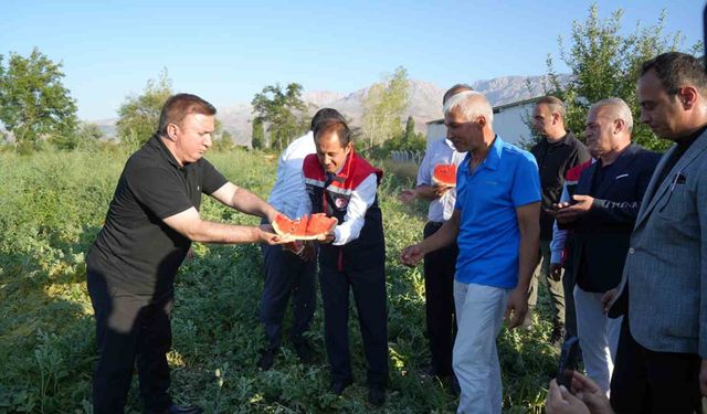 Erzincan’ın bereketli topraklarında üretilen karpuzun hasadı başladı