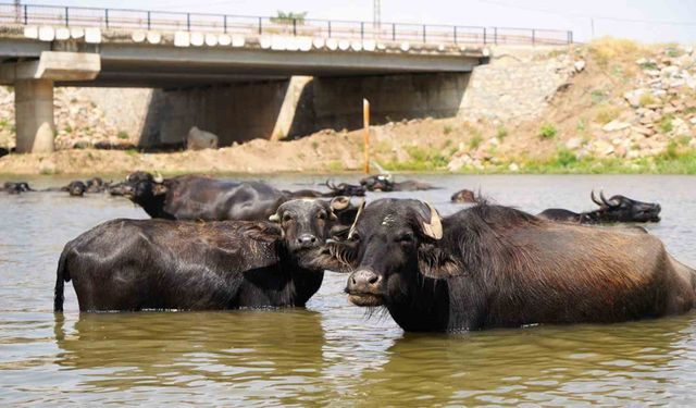 Muş’ta mandalar şap hastalığına karşı suda yüzdürülüyor