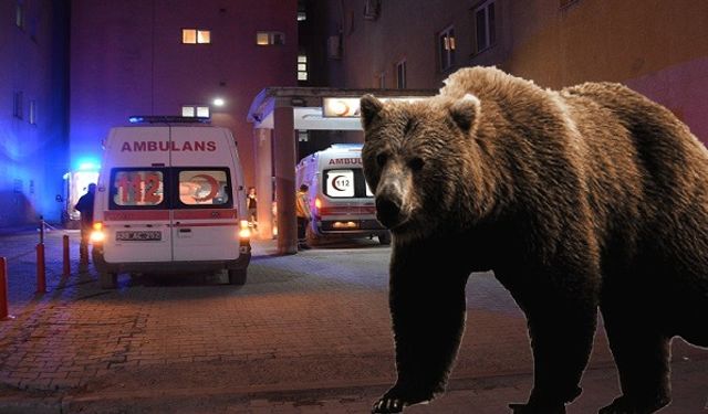 Hakkari’de Ayı Saldırısı: 1 Yaralı
