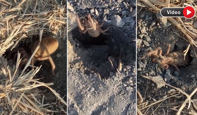 Yüksekova'da Nohut Tarlasını 'Sarı Kız' Örümcekleri İstila Etti