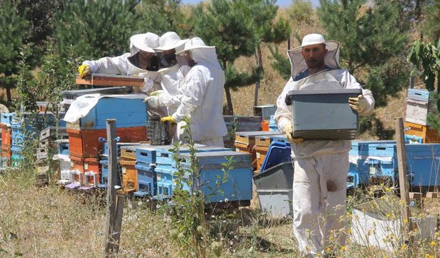 Erzincanlı arıcıların "tatlı" hasat telaşı başladı