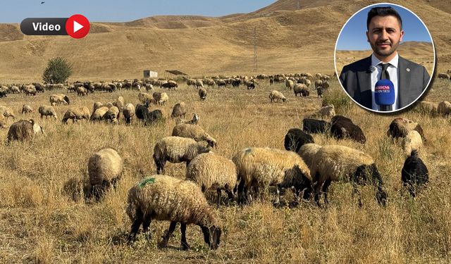 Yüksekova'da hayvan sayısı son yıllarda büyük artış gösterdi