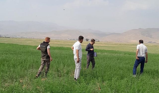 Yüksekova’nın ovasında yem bitkileri incelendi