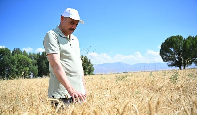 Tarım Lisesi’nde buğday hasadı