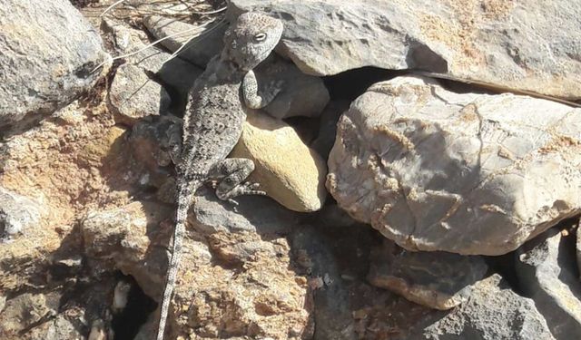 Tunceli’de kırmızı listede bulunan ‘Bozkır Keleri’ görüldü