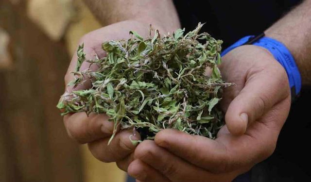 Kurusunun 100 gramı ile bir öğünlük yemek pişiyor