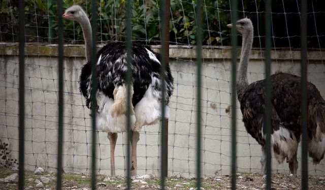 Avrupa'da kuş gribi alarmı!