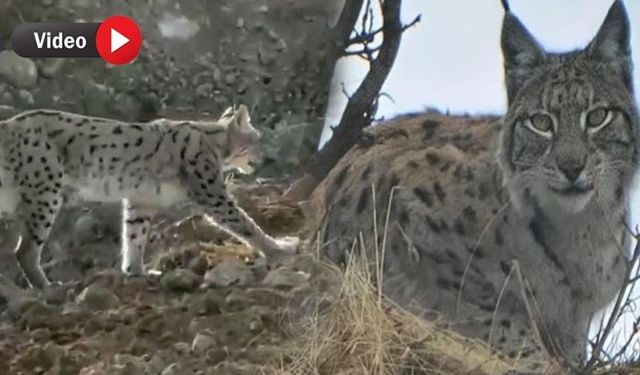 Hakkari'de Nesli Tehlike Altındaki Vaşak Görüntülendi