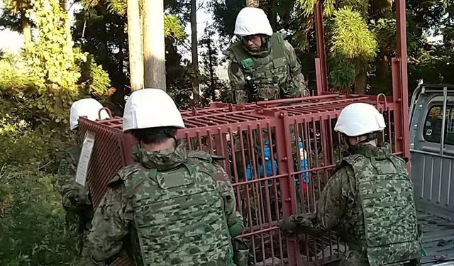 Japonya'da ayılar 12 kişiyi öldürdü, askerler nöbet tutmaya başladı